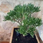 Vila Mediterranea *