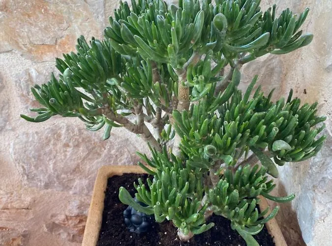 וילה Mediterranea *